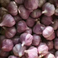 new crop normal white garlic red garlic in 10kg mesh bag